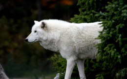 3d обои арктический волк  волки