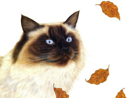 3d обои Сиамский кот и падающие листья  листья