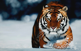 3d обои Тигр на снегу  зима