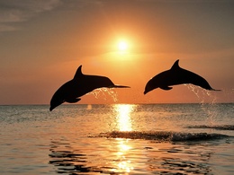 3d обои ДЕЛЬФИНЫ, водные млекопитающие подотряда зубатых китов, близкородственные морским свиньям  солнце