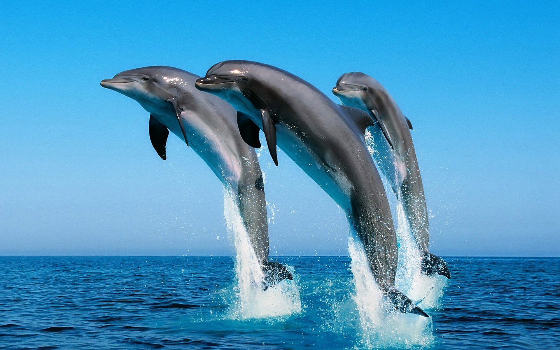 3d обои Дельфины, как и все китообразные, дышат воздухом, периодически всплывая на поверхность  капли # 44398