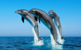 3d обои Дельфины, как и все китообразные, дышат воздухом, периодически всплывая на поверхность  капли