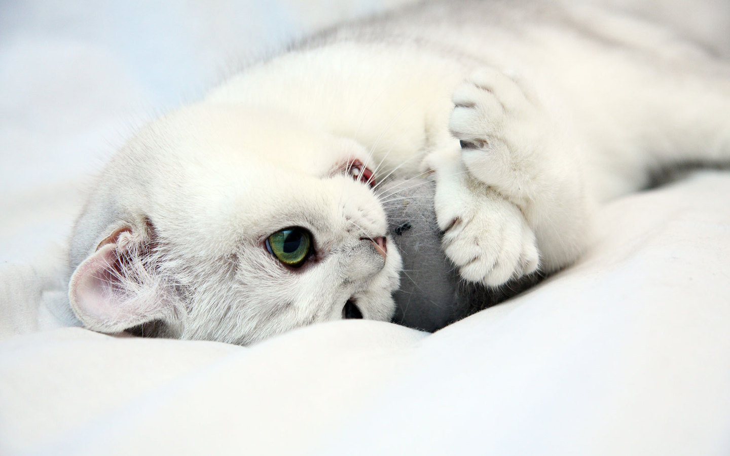 3d обои Белый котёнок с зелёными глазами  1440х900 # 5135