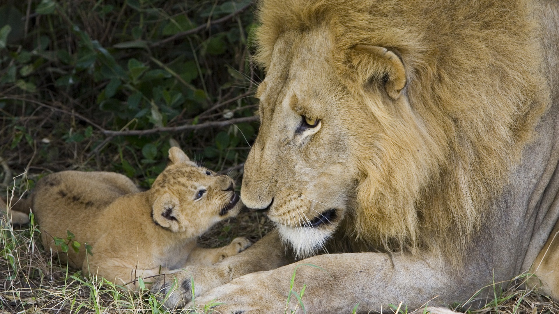 3d обои Лев с маленьким львёнком  милые # 55019