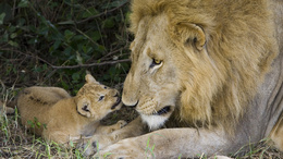 3d обои Лев с маленьким львёнком  львы