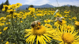 3d обои Пчёлы собирают пыльцу с цветов на поле  насекомые