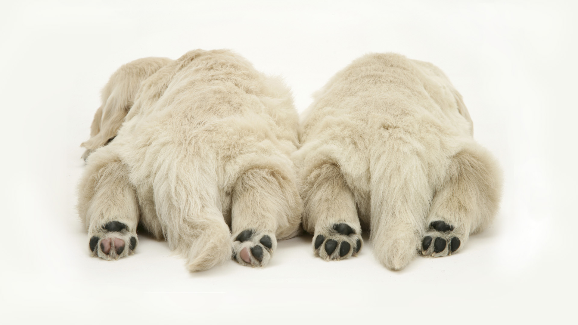 3d обои Белае медведи спят вповалку  снег # 80684