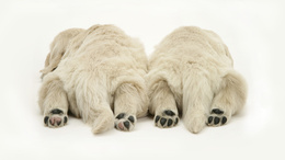 3d обои Белае медведи спят вповалку  медведи