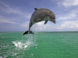 3d обои Красивый прыжок дельфина над поверхностью моря  капли