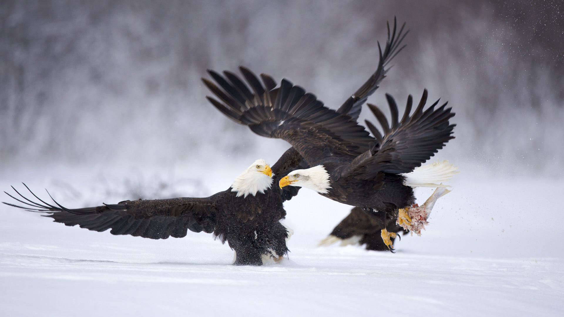 3d обои Два белоголавых орлана выясняют отношения из-за добычи  снег # 80682
