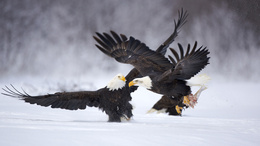 3d обои Два белоголавых орлана выясняют отношения из-за добычи  снег