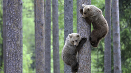 3d обои Медвежата соревнуются , кто быстрее залезет на дерево  лес