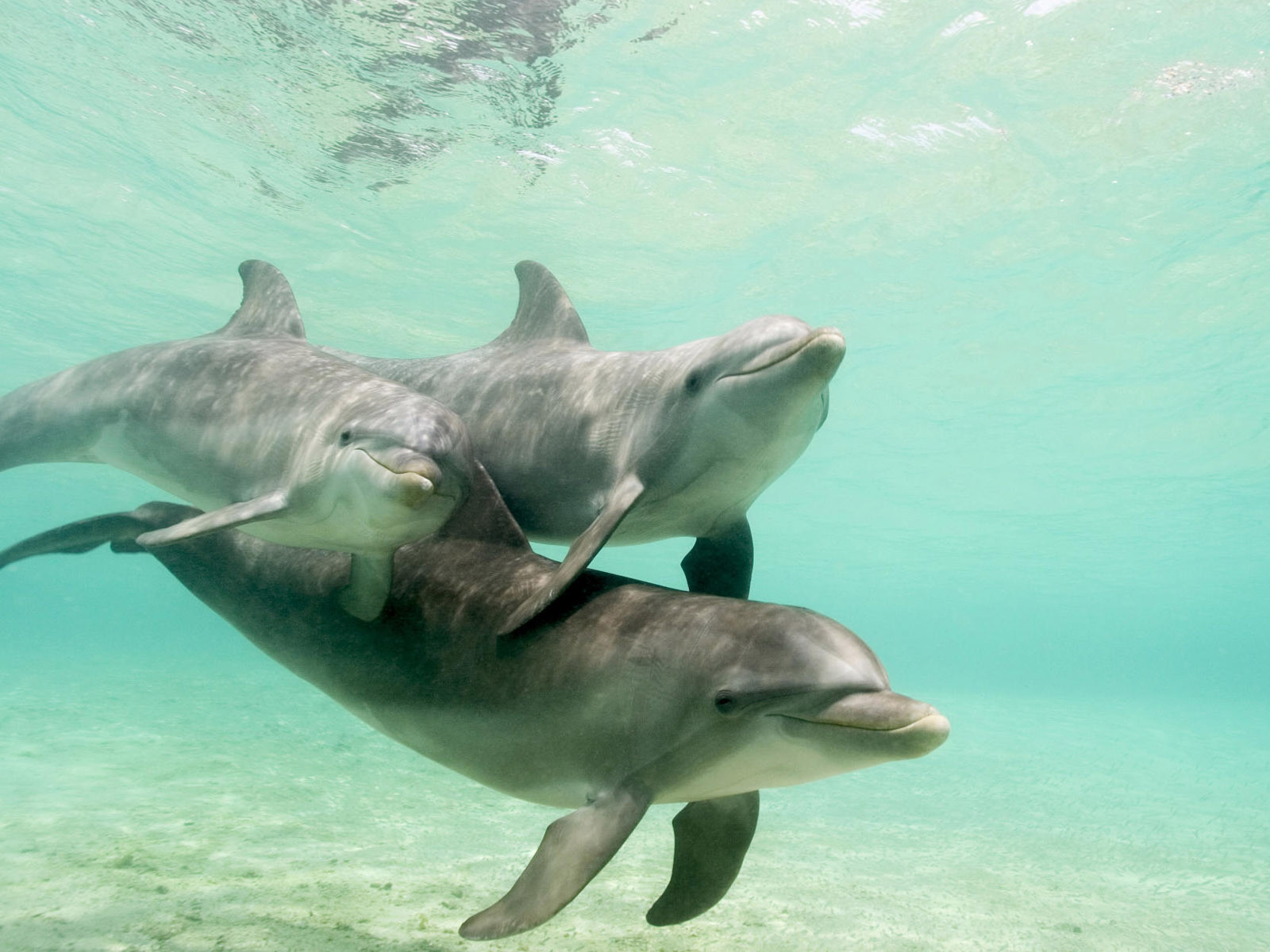3d обои Семья дельфинов  подводные # 68431