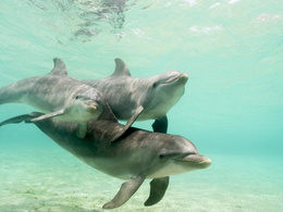 3d обои Семья дельфинов  подводные
