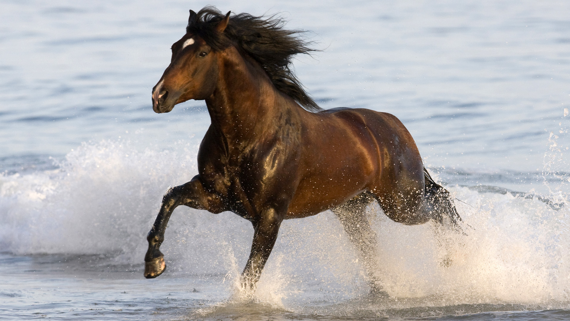 3d обои Лошадь скачет по воде  лошади # 51297