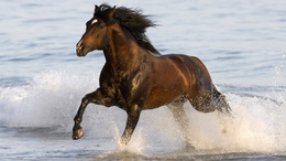 3d обои Лошадь скачет по воде  лошади