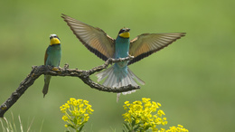 3d обои Красивые птички, одна расправила крылья, сидят на ветке  птицы