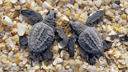 3d обои У черепашек одна задача - доползти без происшествий до моря  черепахи