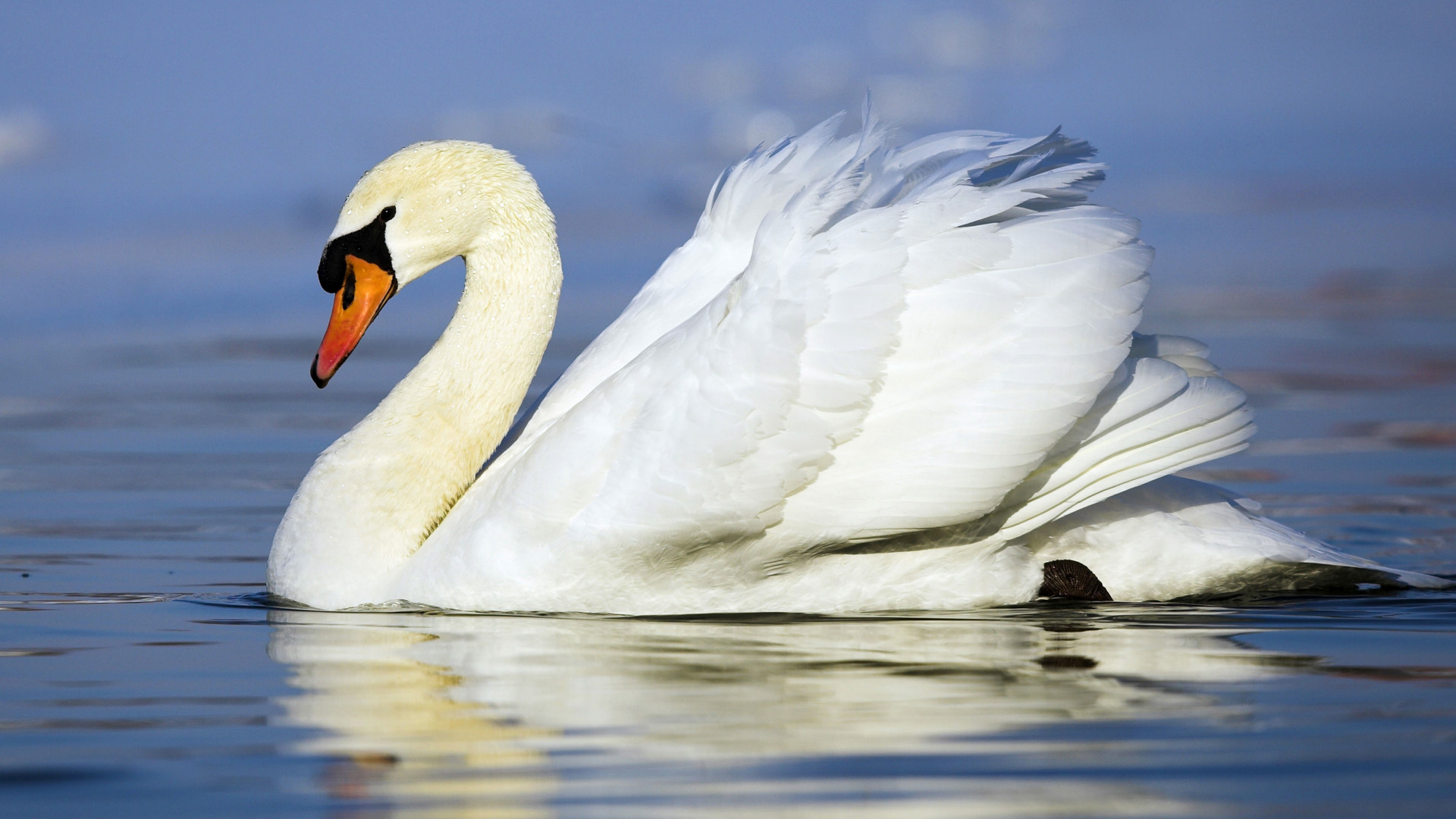 3d обои Белый лебедь величественно плывёт по озеру  птицы # 75901