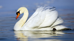 3d обои Белый лебедь величественно плывёт по озеру  птицы