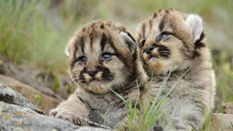 3d обои Милые детёныши леопарда  милые