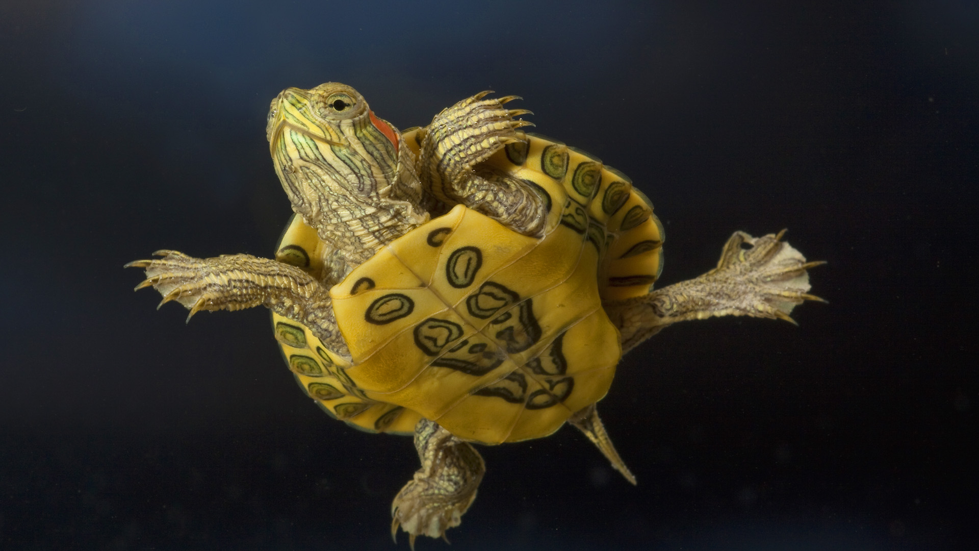 3d обои Маленькая морская черепашка прекрасно себя чувствует под водой  черепахи # 88378