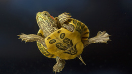 3d обои Маленькая морская черепашка прекрасно себя чувствует под водой  черепахи