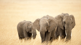 3d обои Слоны - самые большие наземные млекопитающие земли  слоны
