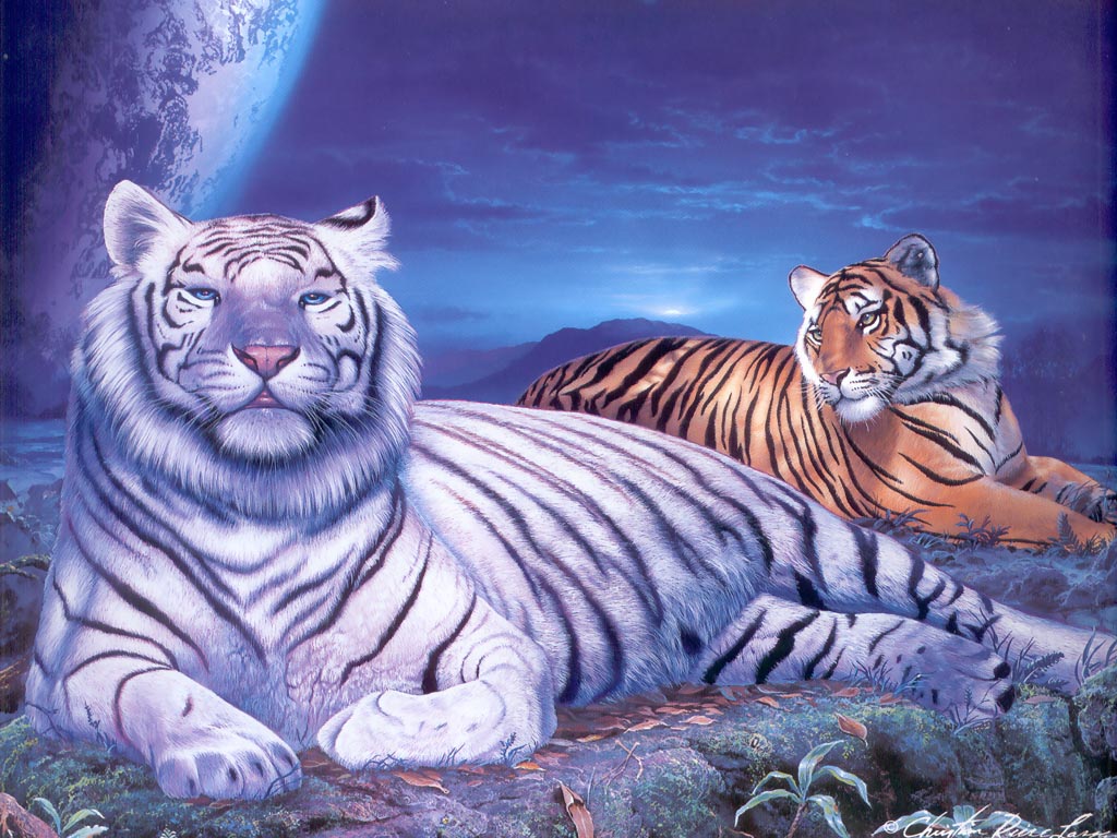 3d обои Два тигра,один из них белый на отдыхе  тигры # 83294