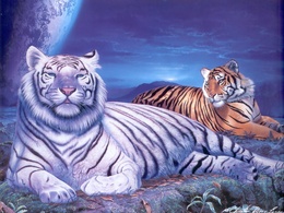 3d обои Два тигра,один из них белый на отдыхе  тигры