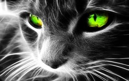 3d обои У кошки магические зелёные глаза  кошки