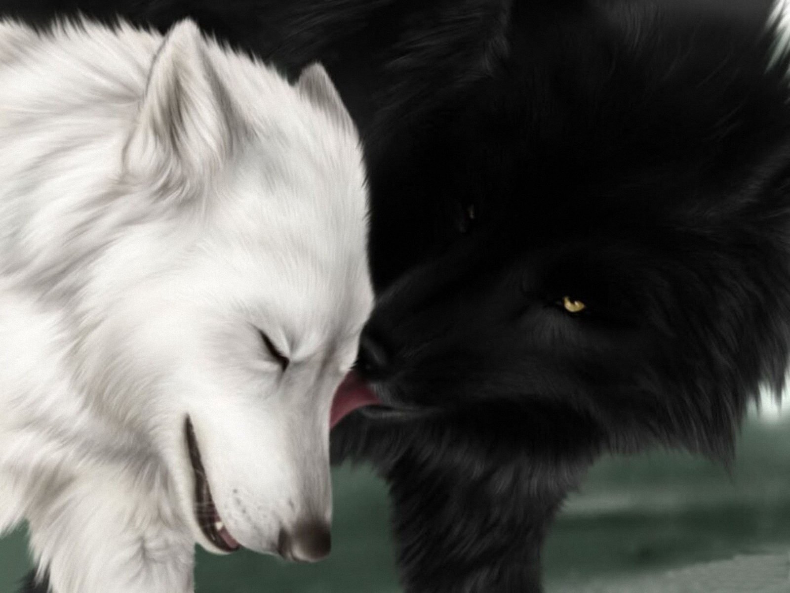 3d обои Чёрный и белый волки  волки # 23559