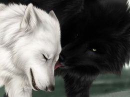 3d обои Чёрный и белый волки  волки