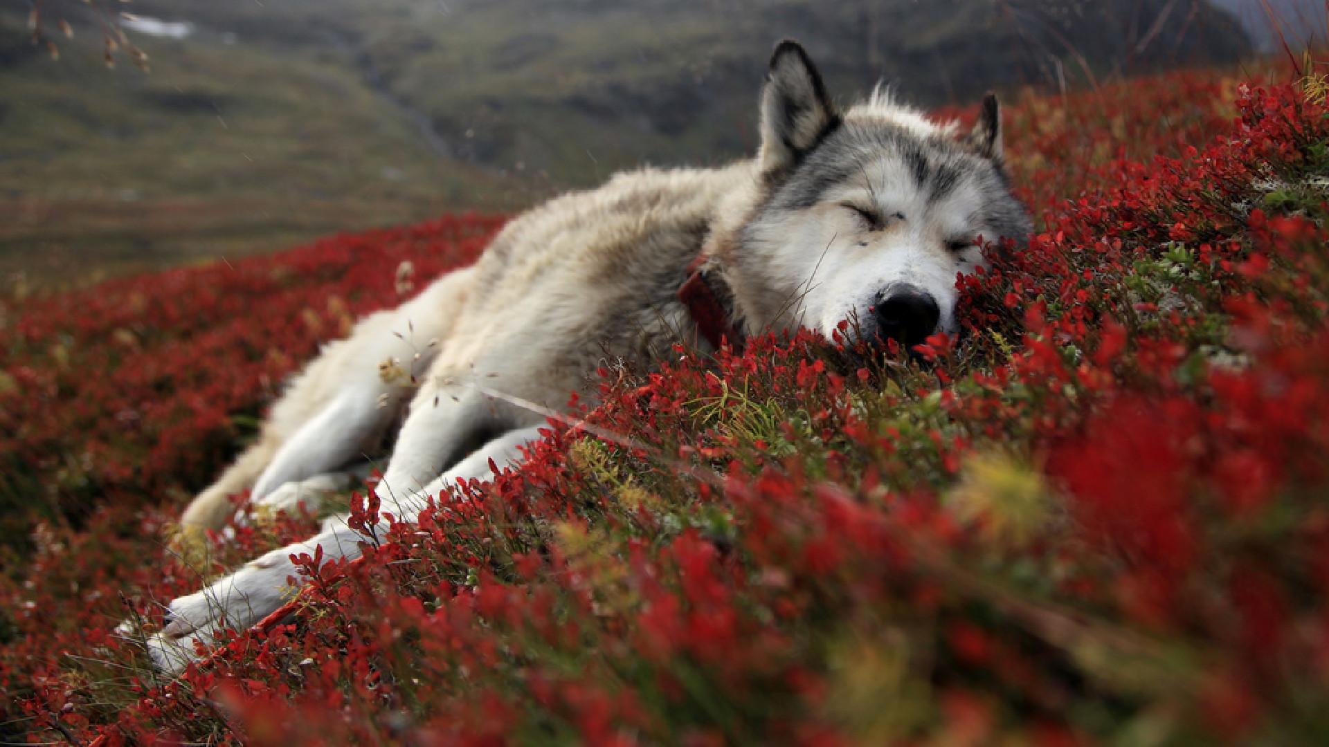 3d обои Спящая лайка в красных цветах  собаки # 81303