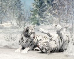 3d обои Белые тигры резвятся в лесу  тигры