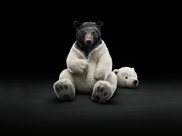 3d обои Медведь в карнавальном костюме медведя  черно-белые