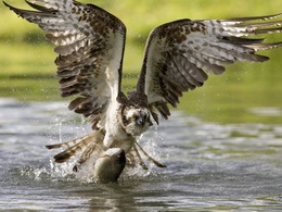 3d обои Удачная орлиная охота на воде  птицы