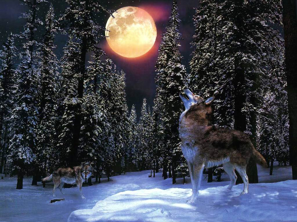 3d обои Волки воют на луну  лес # 49528