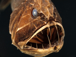 3d обои Viperfish - глубоководная рыба  подводные