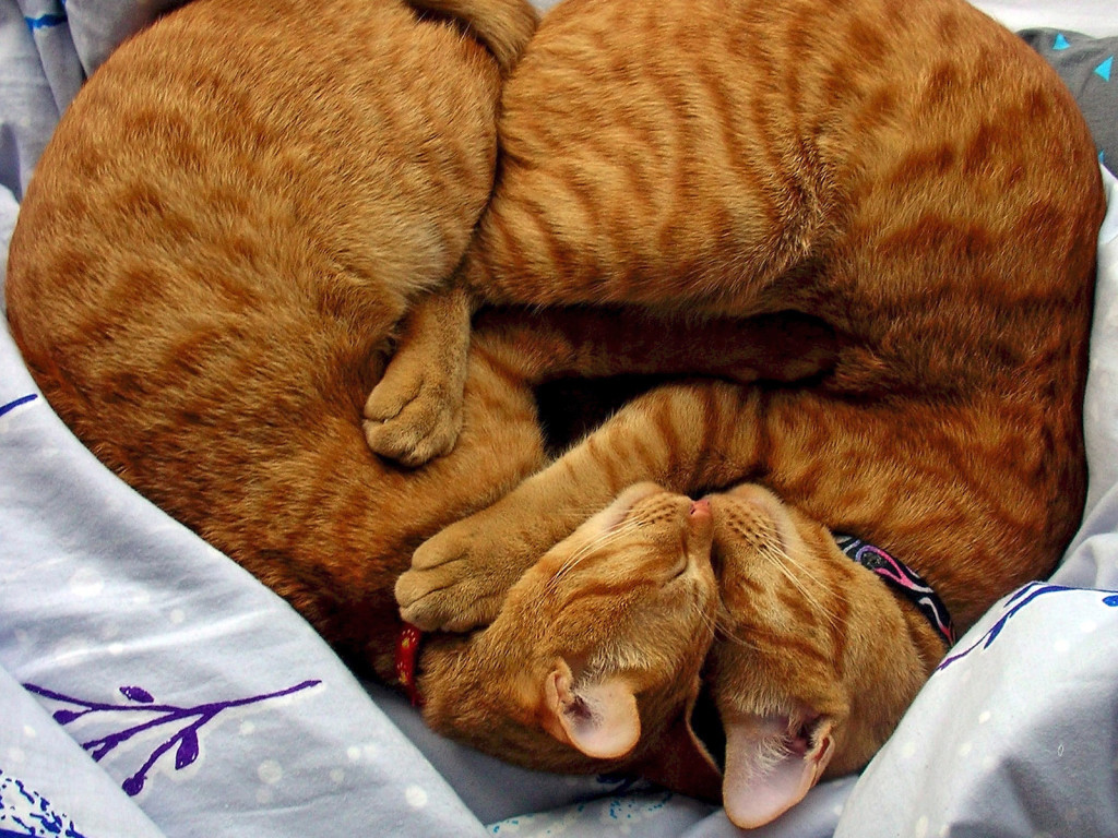 3d обои Два рыжих кота спят обнявшись  прикольные # 70797