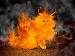 3d обои Огненный кот  сюрреализм