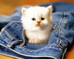3d обои Пушистый котёнок вылезает из кармана джинс  смешные