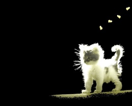 3d обои Котёнок в лучах света на чёрном фоне  сердечки