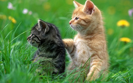 3d обои Два котёнка в траве  кошки
