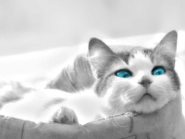 3d обои Белый котенок с ярко-голубыми глазами  черно-белые