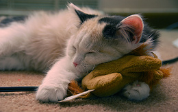 3d обои Котенок спит на мягкой игрушке  игрушки