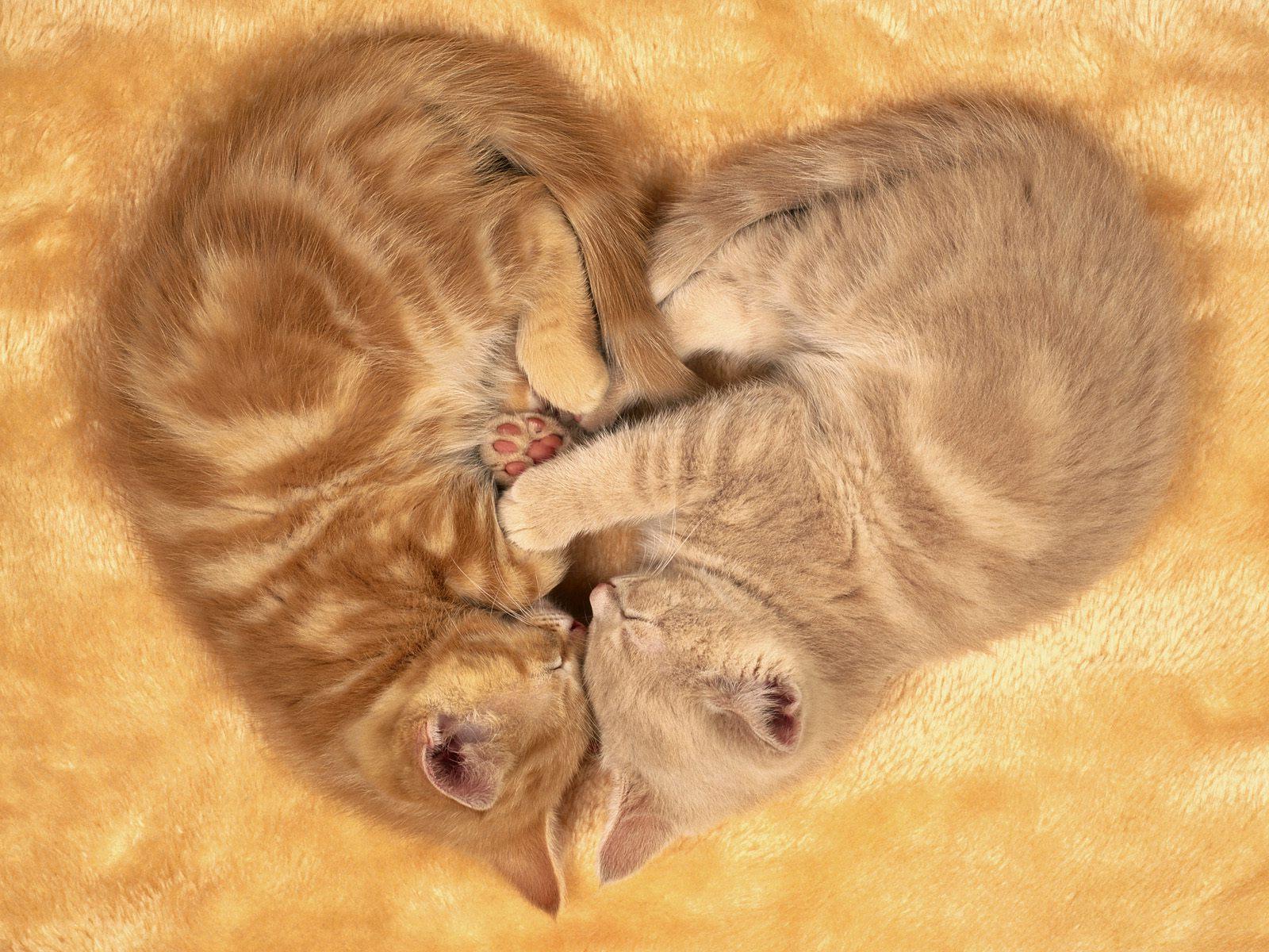 3d обои Два котенка лежат в форме сердечка  сердечки # 79826