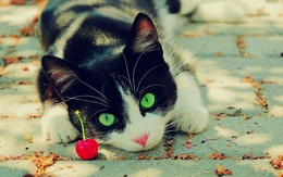 3d обои Зеленоглазая кошка и вишенка  кошки