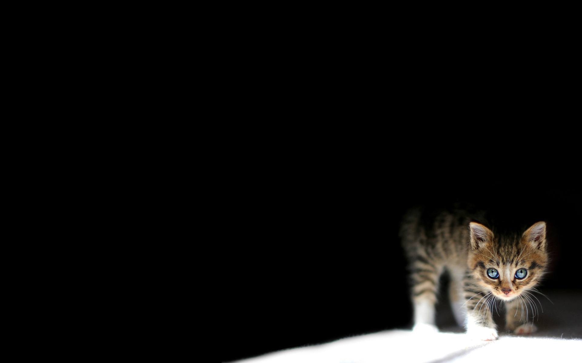 3d обои Маленький котенок выходит из тени на свет  милые # 54349