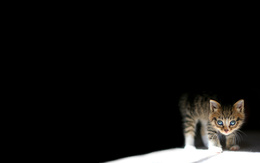 3d обои Маленький котенок выходит из тени на свет  кошки